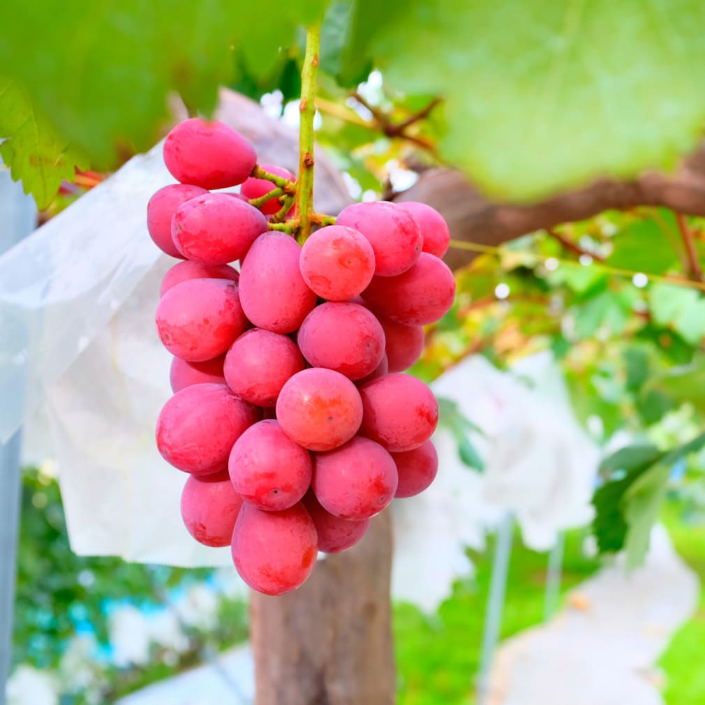 クイーンニーナ 1000000000kg